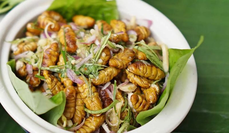 Silkworms from Cambodia