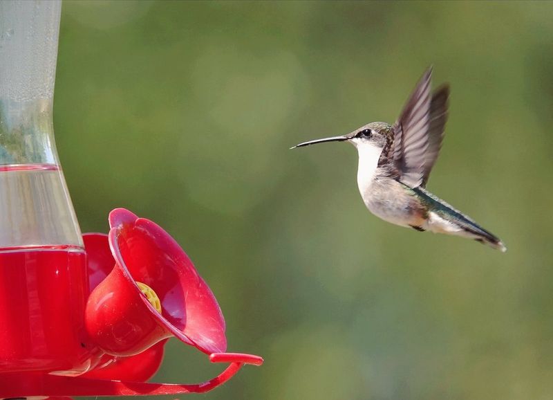 Homemade hummingbird nectar recipe