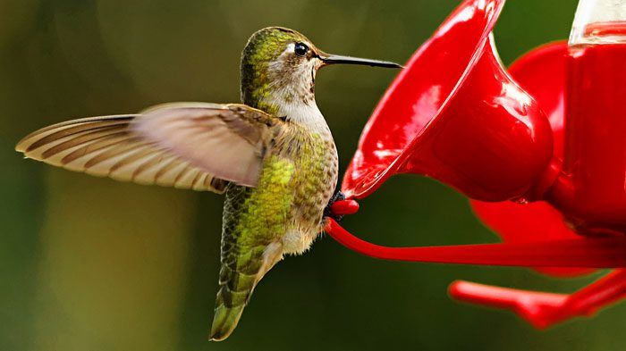 Simple homemade hummingbird nectar recipe