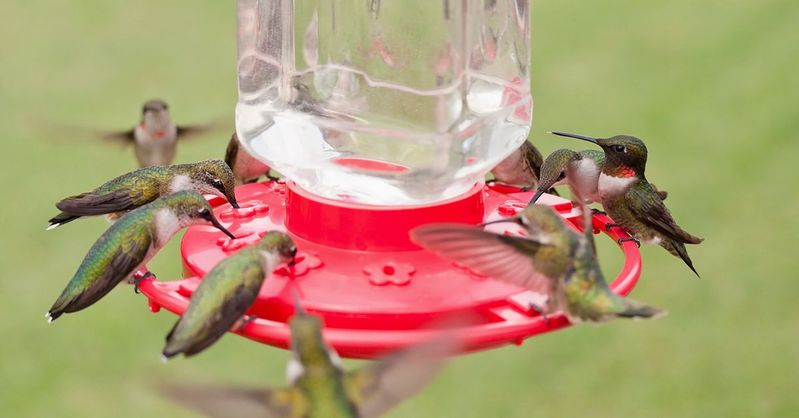 simple DIY hummingbird nectar recipe