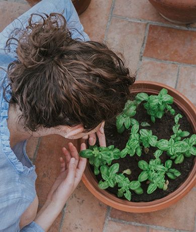 Want to Grow Herbs Indoors? Here's How You Can Do It With Ease!