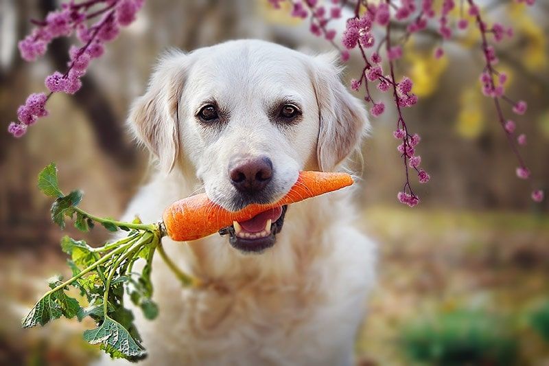 10 best fruits and vegetables for dogs